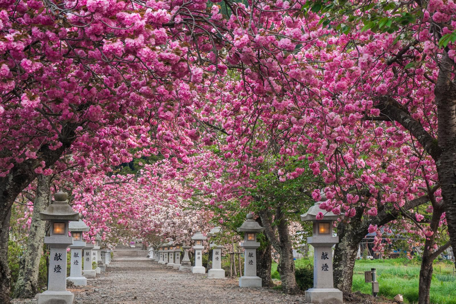 People enjoying Hanami picnic under cherry blossom trees