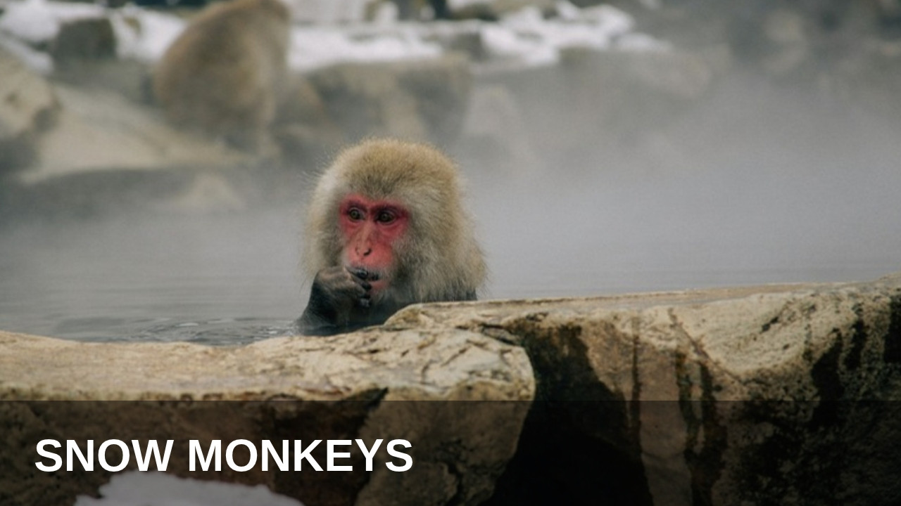 Japanese macaque sitting in a steaming hot spring surrounded by snow
