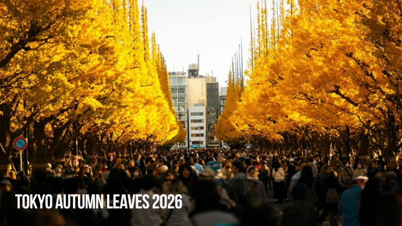 Golden ginkgo trees lining Meiji Jingu Gaien avenue in Tokyo in autumn