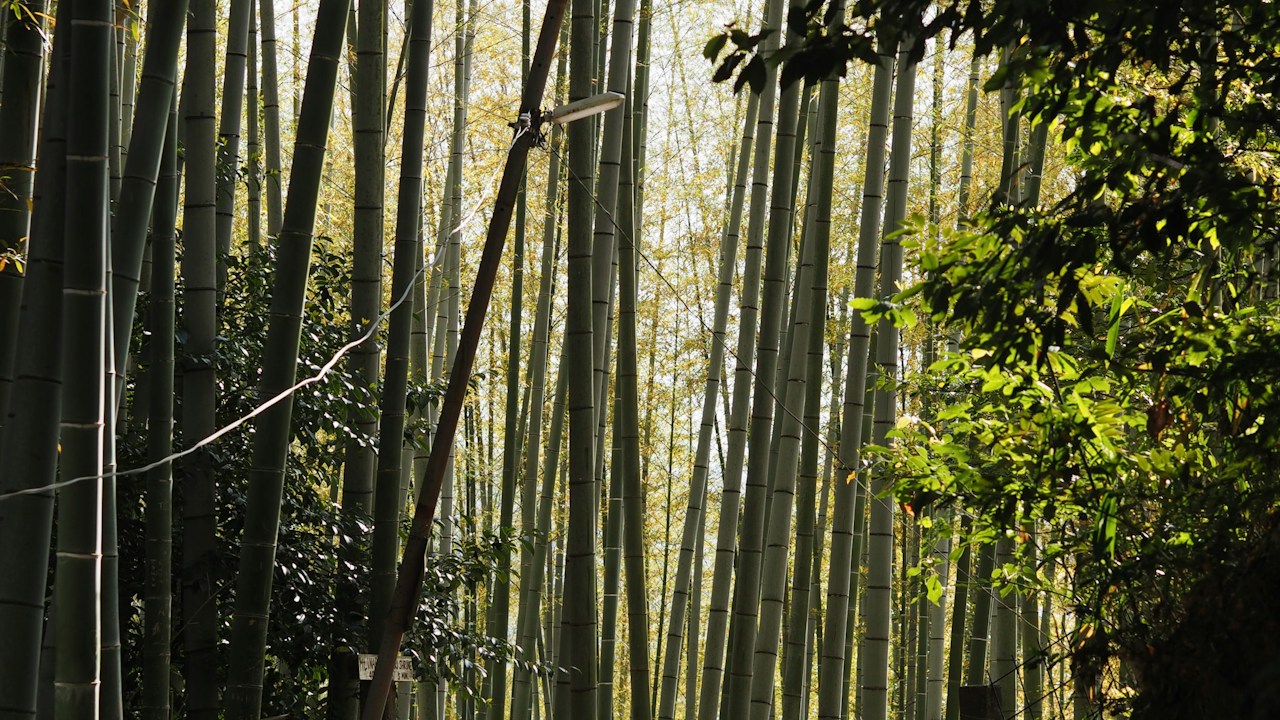 One Day in Kyoto: The Perfect Itinerary 2026